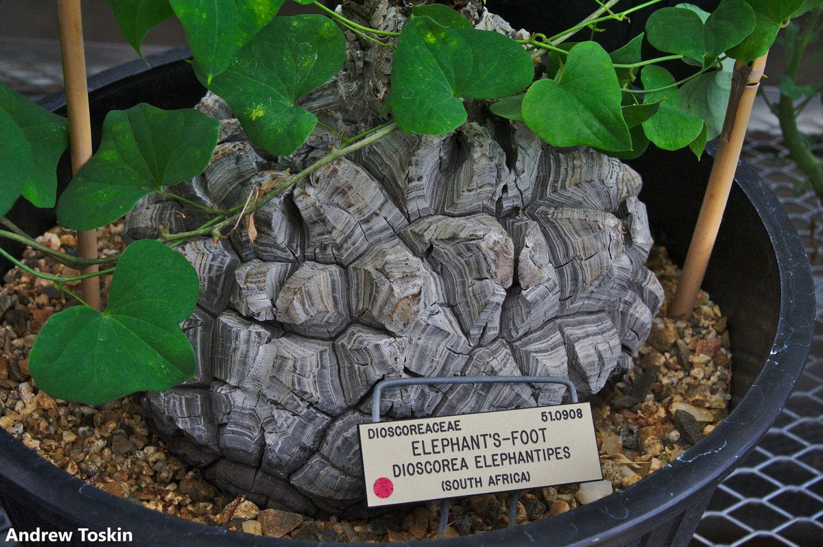 Dioscorea Elephantipes 35+ Seeds Elephant Foot Stunning Caudiciform Ra ...