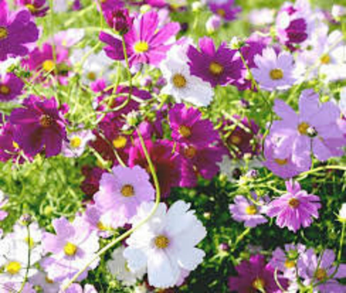 thumbnail image 2 of The Cupcakes Mixed Cosmos | John Scheepers Kitchen Garden Seeds 2 of 9