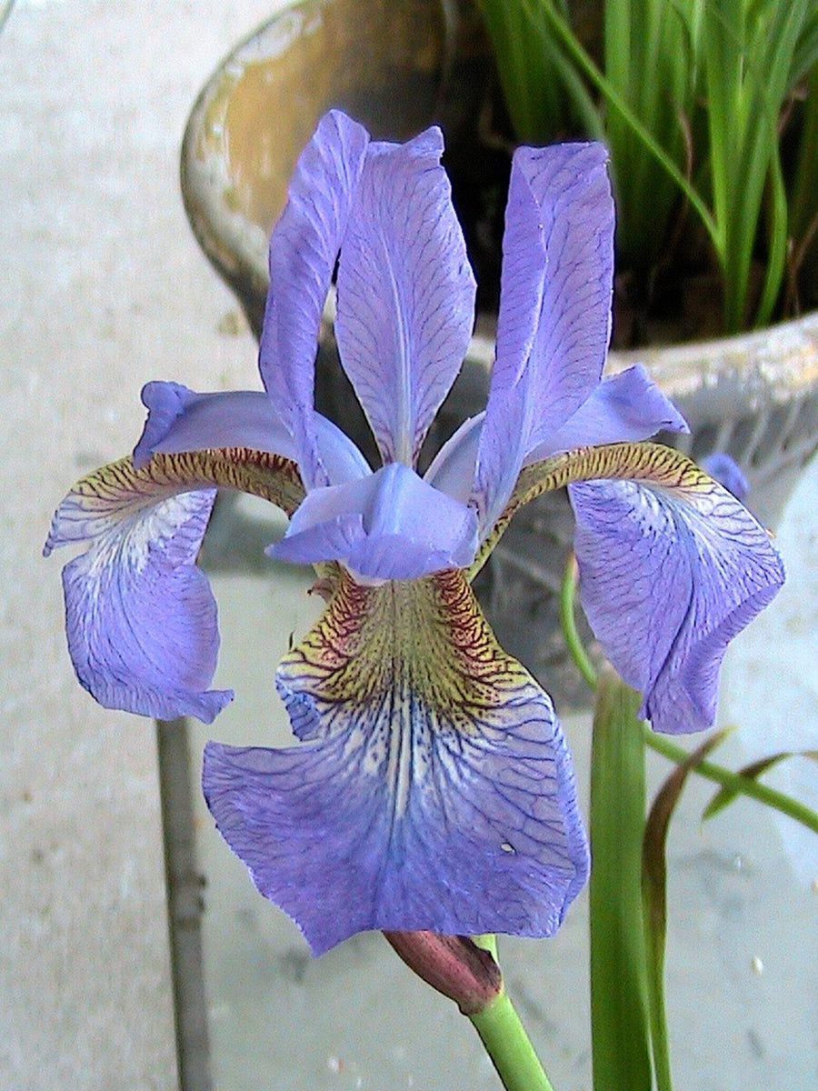 Southern Blue Flag Iris Seeds