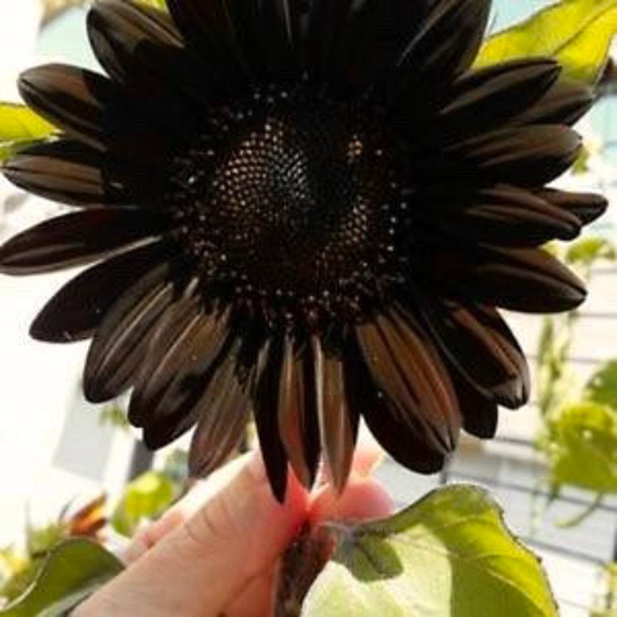 Black Magic Sunflower, 35+ Seeds, Helianthus Annuus - Perfect for Plan ...