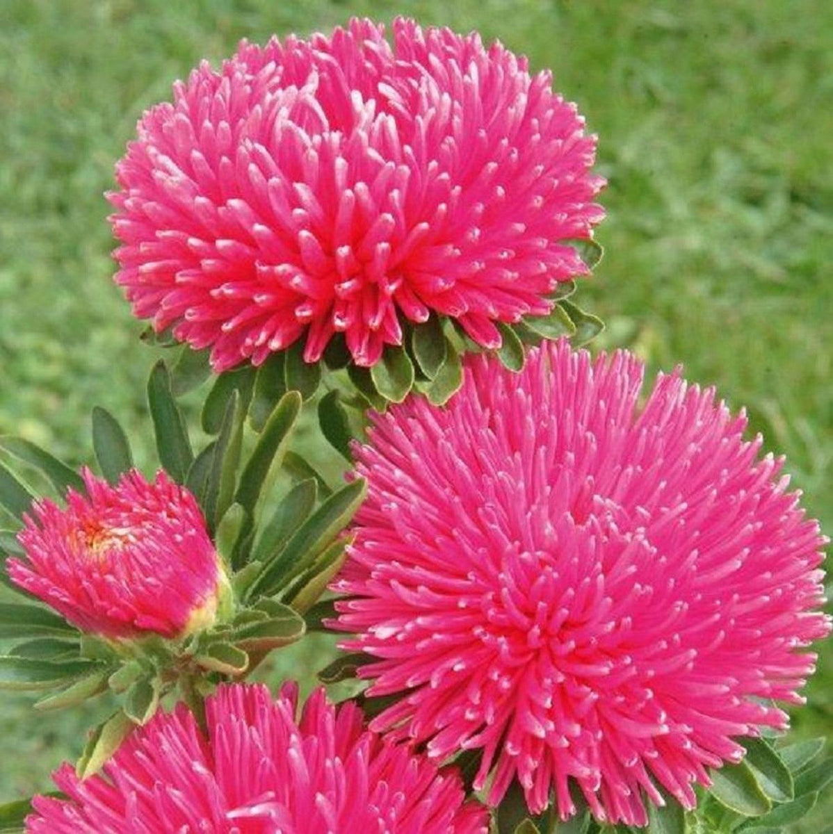 Aster Seeds Gala Carmine Rose 100+ Seeds Cut Flower Seeds - Perfect fo