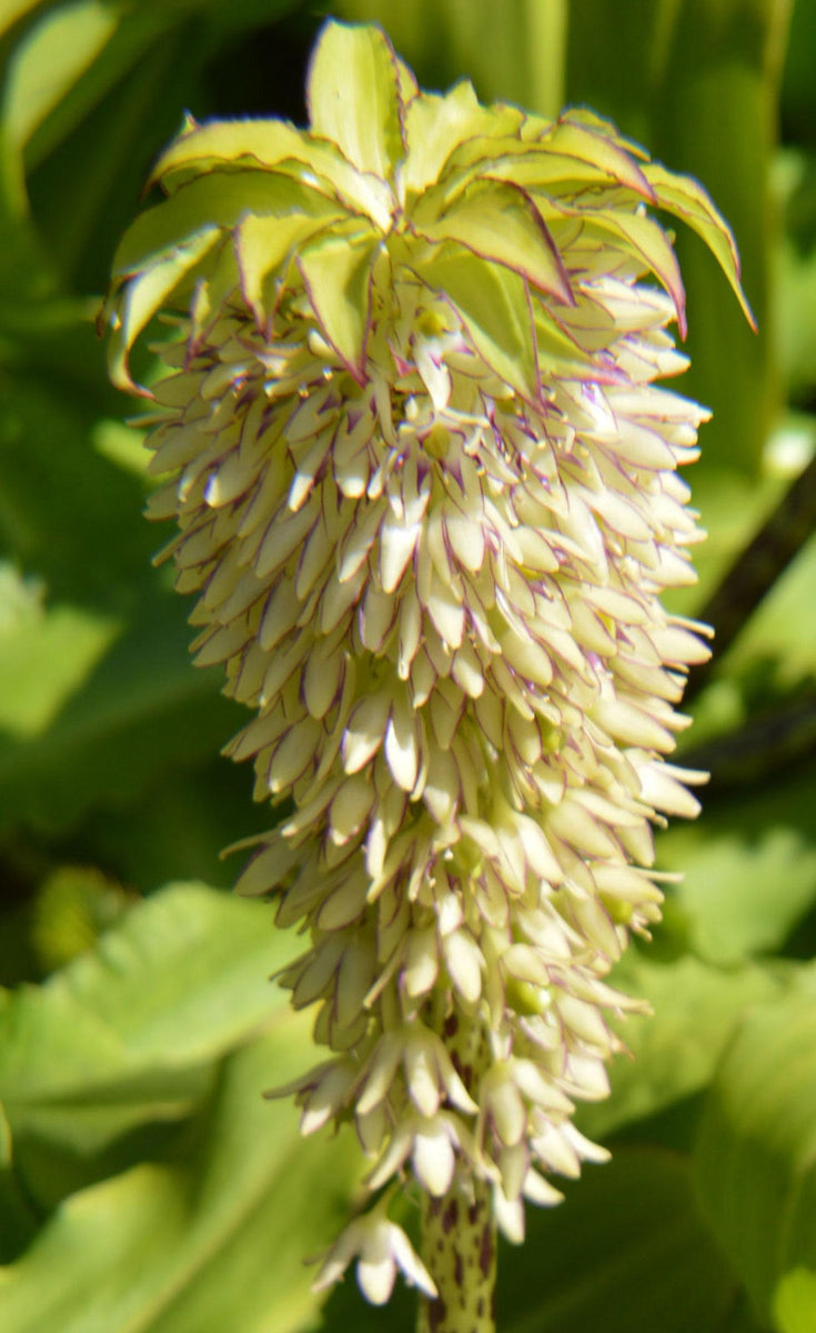 Bicolor Variegated Pineapple Lily 35+ Seeds Perfect for Plan Seeds World Garden