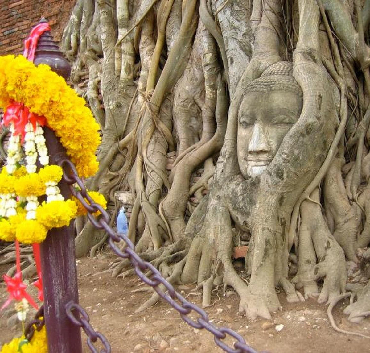 7 Graines De Ficus Religiosa (Arbre De La Bodhi) - Sacred Buddha Fig, Facile à Cultiver, Plante Sacrée