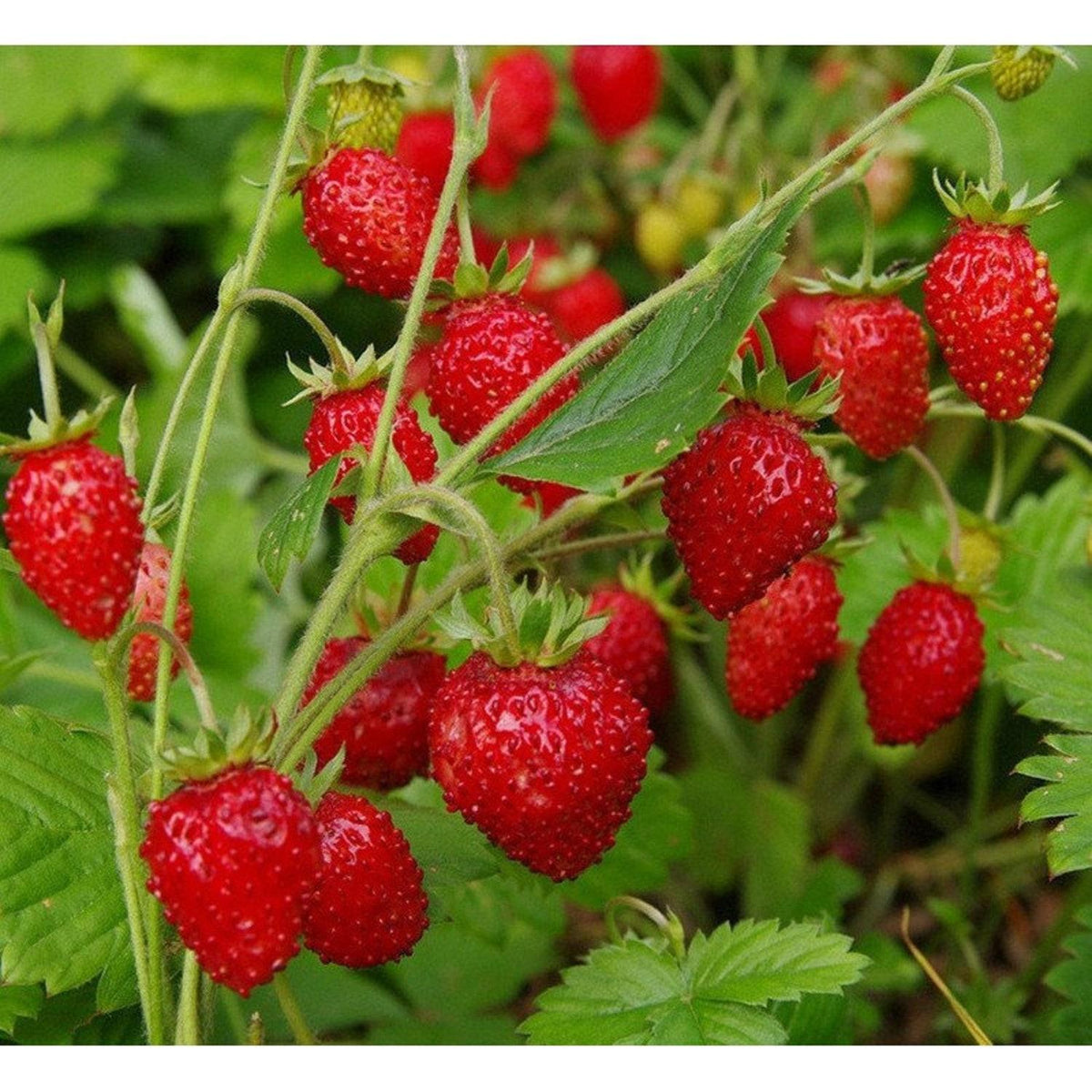 Alpine Strawberry Four Seasons Seeds For Planting 100+ Seeds Perfect
