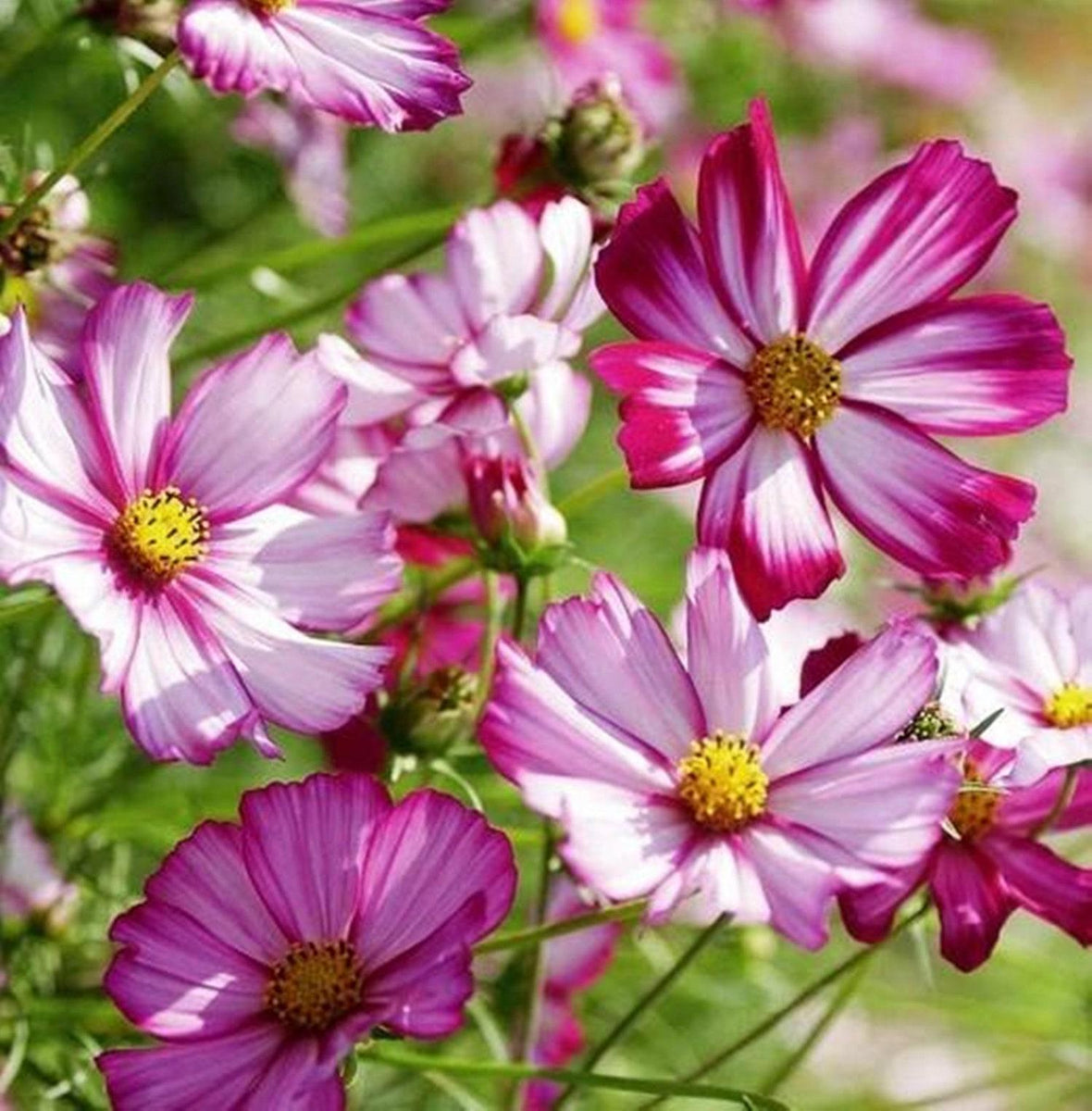 thumbnail interactive-video image 1 of The Cupcakes Mixed Cosmos | John Scheepers Kitchen Garden Seeds 1 of 9