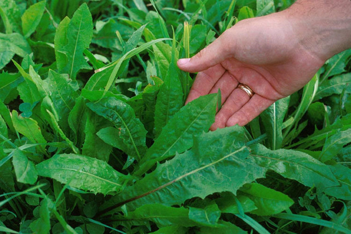 Prodotto Biologico: indivia scarola - CARESÀ Prodotto Biologico: indivia scarola - CARESÀ
