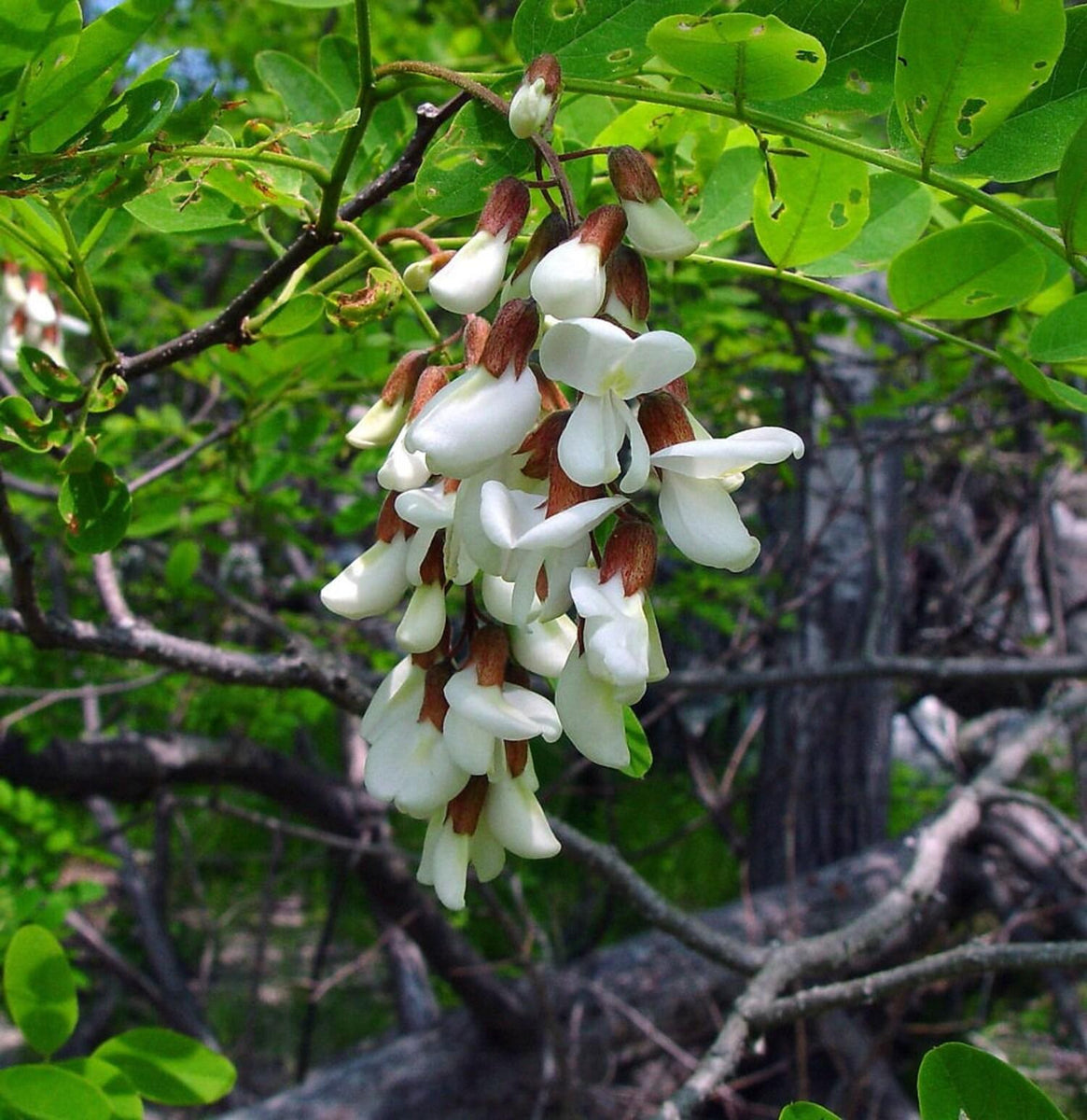 thumbnail image 2 of CHUXAY GARDEN 25 Seeds Robinia Pseudoacacia,Black Locust 2 of 13