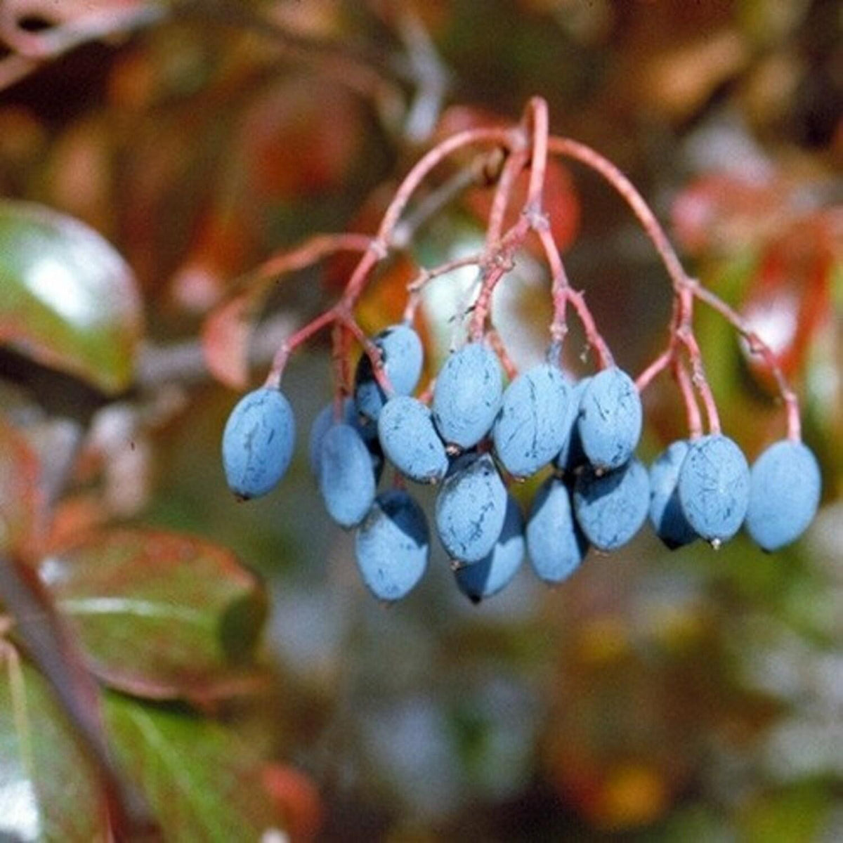 Rusty Blackhaw Tree Seeds (viburnum Rufidulum) 35+ Seeds - Perfect for ...
