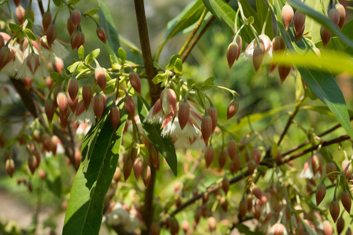 Packs Of 35+ Seeds Each Schleichera Oleosa Kusum Tree Ceylon Oak Ornam ...
