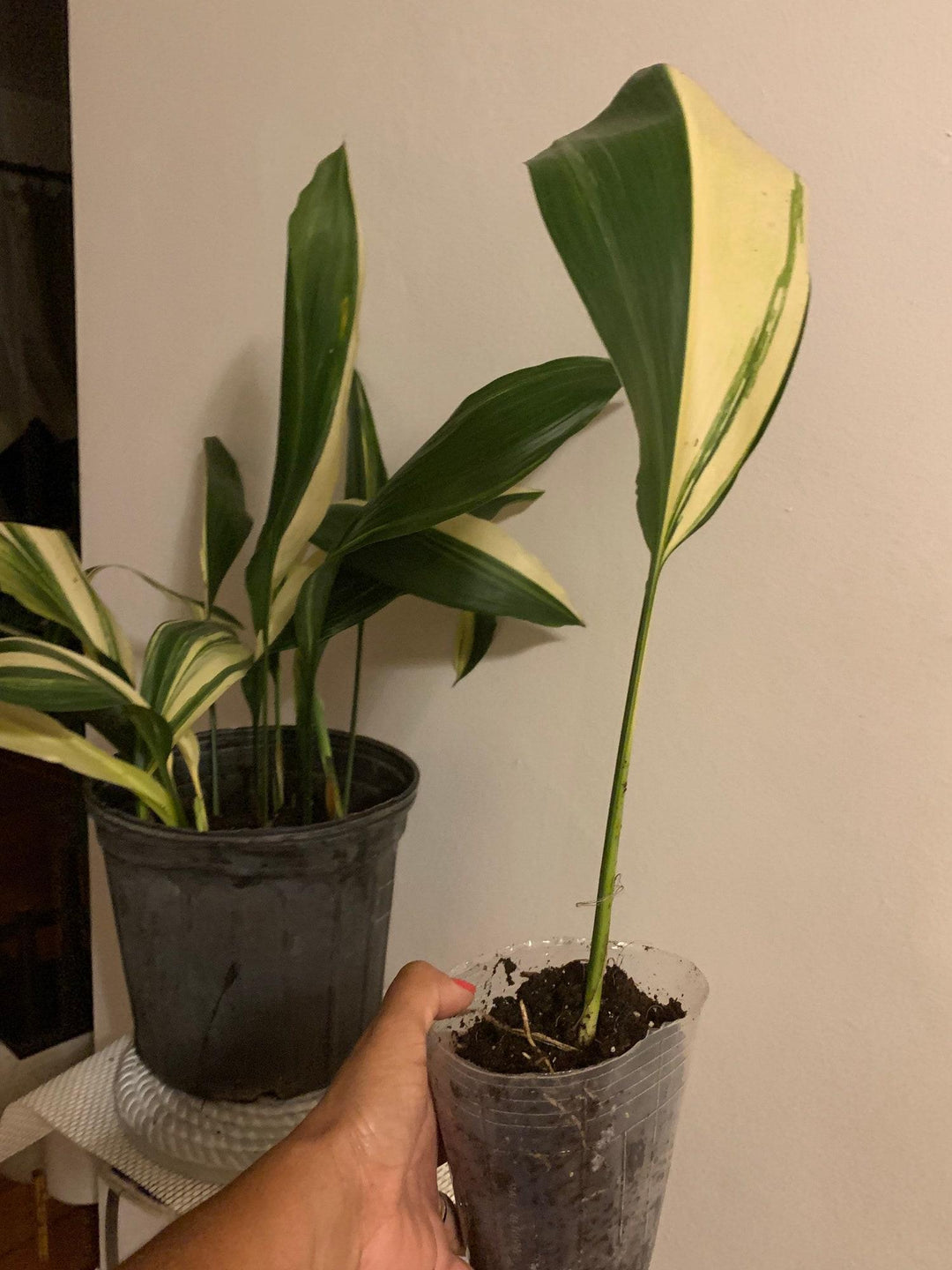 50+ Seeds Plants Aspidistra Variegated Cast Iron Plant (aspidistra Ela –  Seeds World Garden