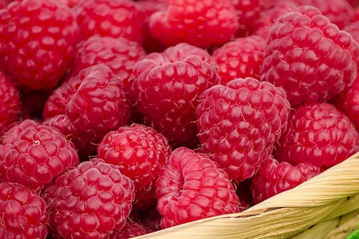 35+ Seeds Heritage Everbearing Raspberry Bare Seeds Plants Organic - P ...