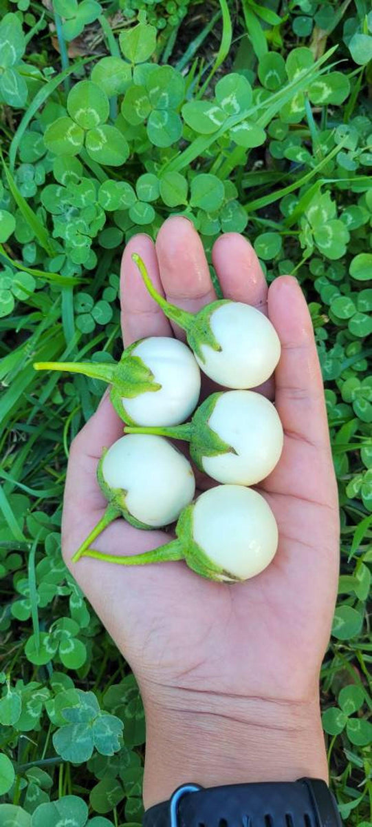 100+ Seeds Thai Round White Eggplant Thai Small Eggplant Seed Thai Rou ...