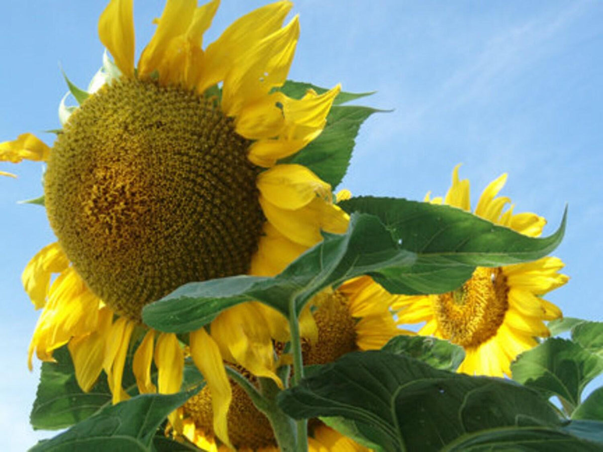 Seeds Sunflower Red Giant Ornamental TITAN Annual Flowers Garden