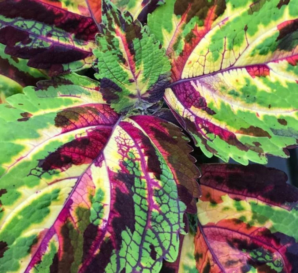 Rare Mosaic Coleus Houseplants Seeds In Indoor 35+ Seeds X Starter Pla ...