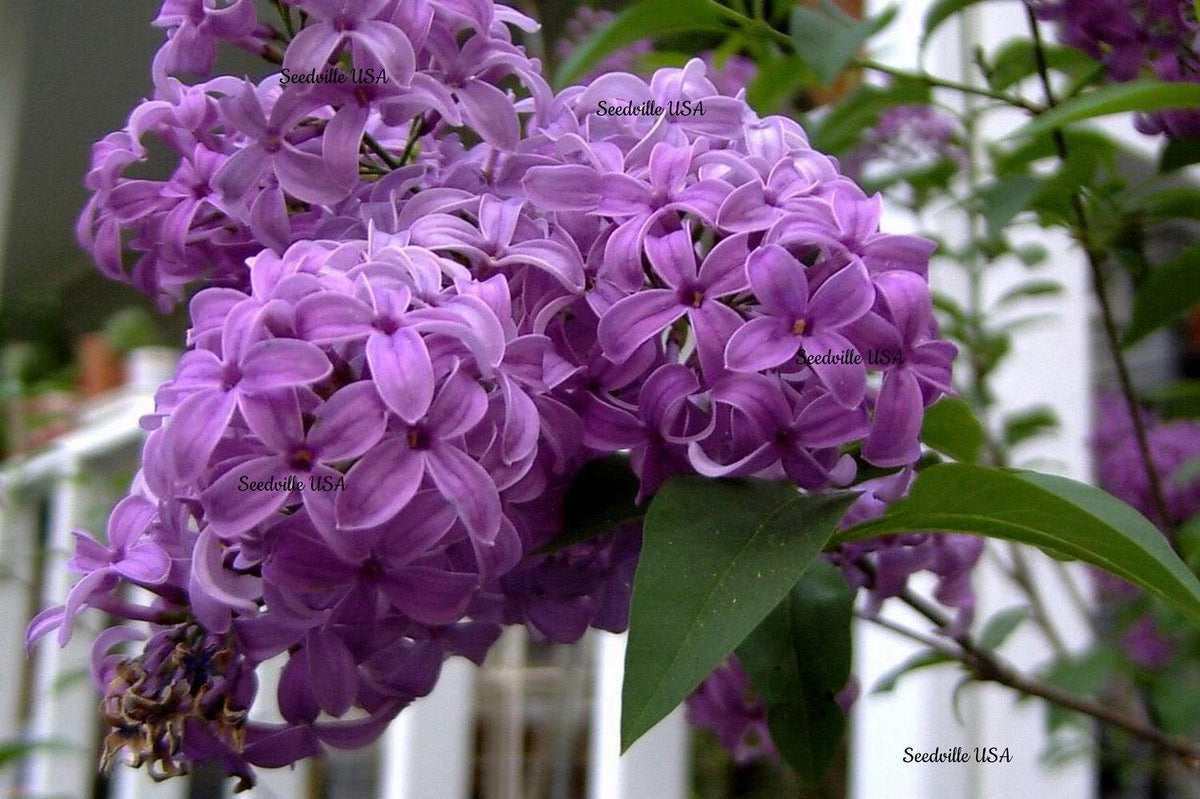 FRENCH LILAC SYRINGA VULGARIS Extremly Fragrant 10 Seeds