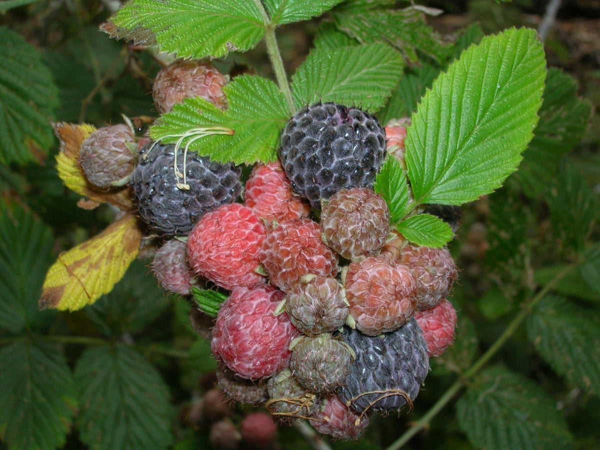 Rubus Niveus Mysore Raspberry Tasty Edible Fruit Rare 35+ Seeds - Perf ...