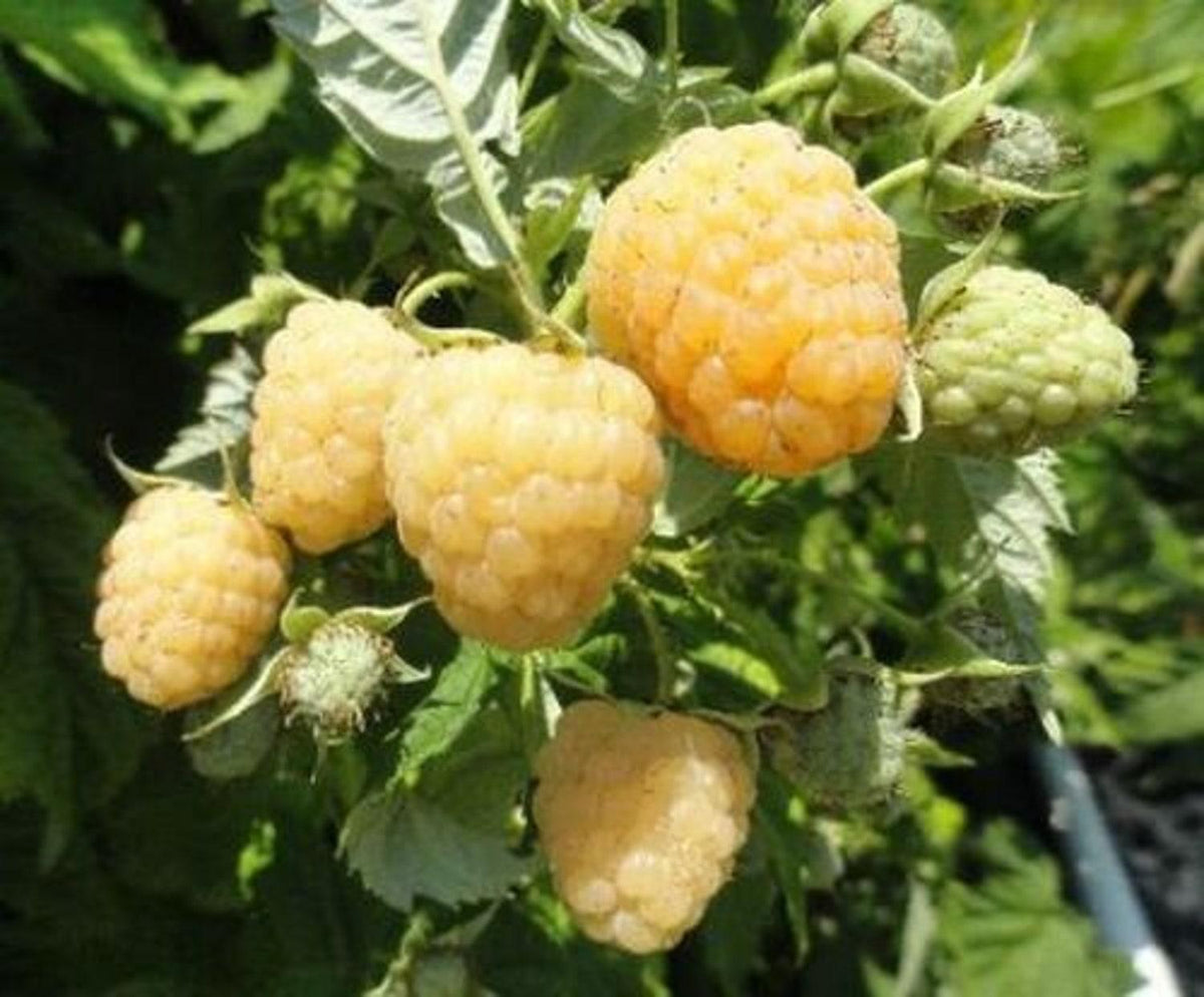 Organic 35+ Seeds Bare Seeds Plants Raspberry Anne - Perfect for Plant ...