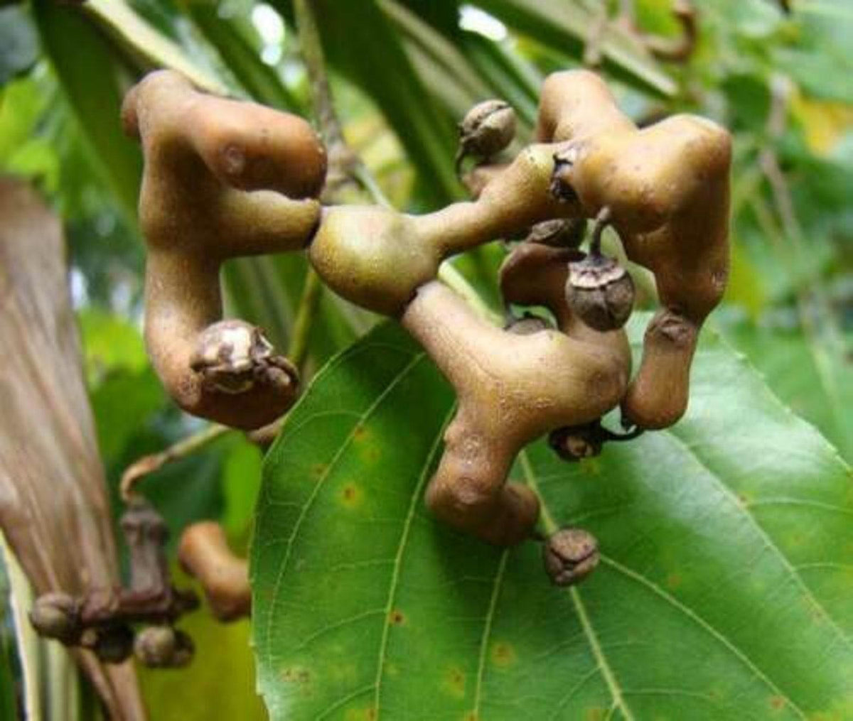Japanese Raisin Tree Hovenia Dulcis + Seeds (g 73+ Seeds ) - Perfect f ...