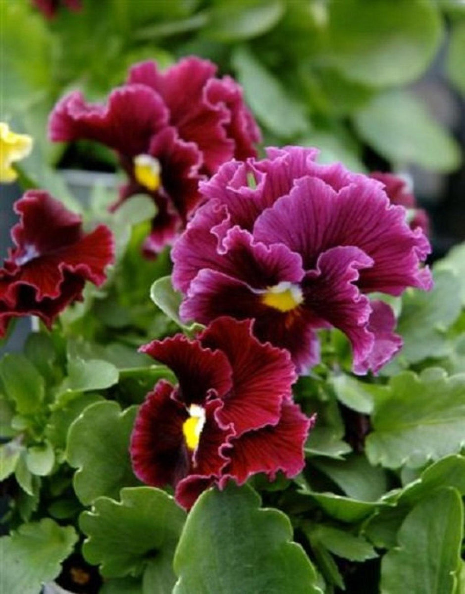 Mpb Pansy Seeds Frizzle Sizzle Raspberry Thru 100+ Seeds You Pick - Pe ...